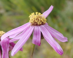 Senecio glastifolius