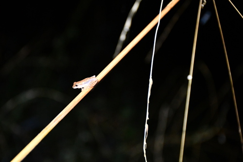 Walford's Yellow Tree Frog, Dendropsophus walfordi