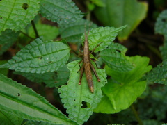 Leptalacris fastigiata