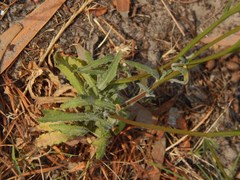 Wahlenbergia androsacea