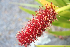Xeronema callistemon