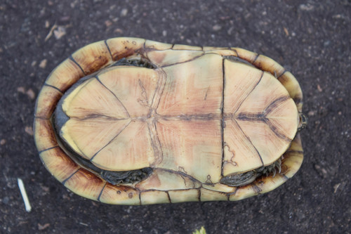 Scorpion Mud Turtle