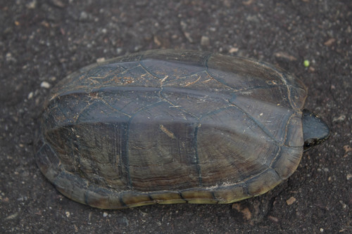 Scorpion Mud Turtle