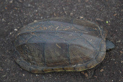 Kinosternon scorpioides scorpioides