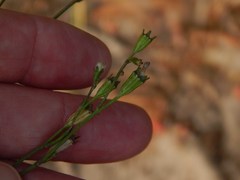 Wahlenbergia androsacea