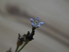 Wahlenbergia androsacea