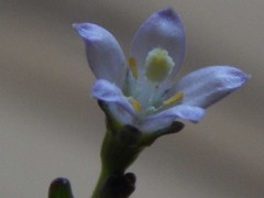 Wahlenbergia androsacea