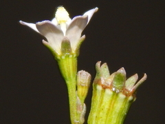 Wahlenbergia androsacea