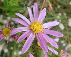 Senecio glastifolius