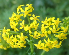 Senecio lanceus