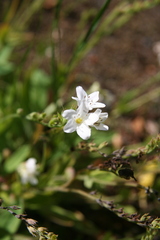 Myosotis eximia