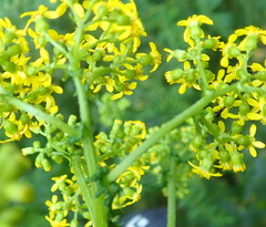 Senecio lanceus