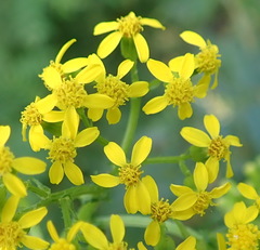 Senecio lanceus
