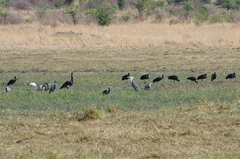 Anastomus lamelligerus