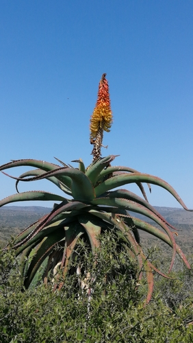 Pachidendron africanum (= Aloe africana) 3