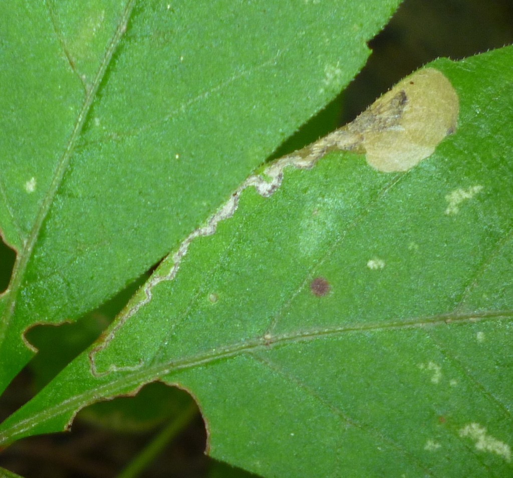 Antispila ampelopsifoliella