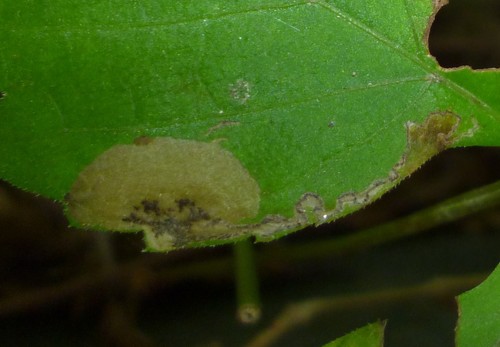 Antispila ampelopsifoliella photo 5