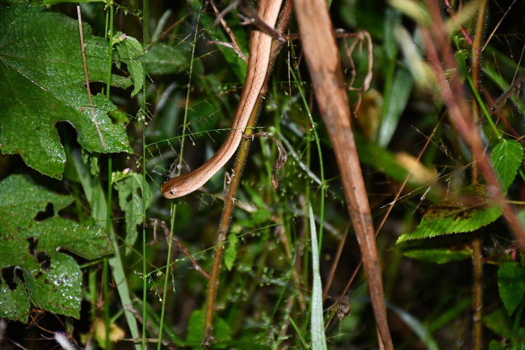 Amazon Coastal House Snake from Vaca Diez, Bolivia on April 30, 2023 at