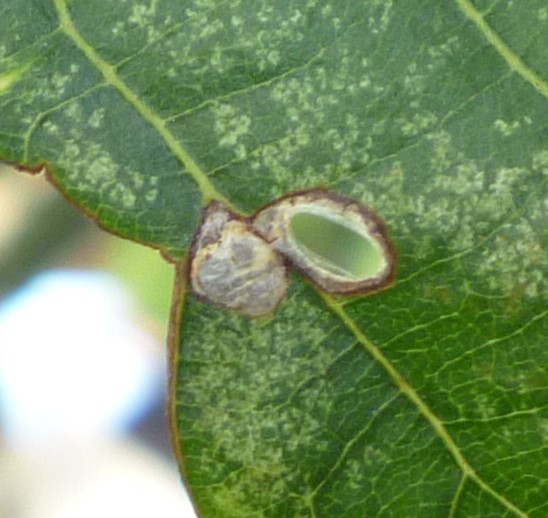 Coptodisca lucifluella