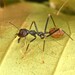 Typical Weaver Ants - Photo (c) Régis Babin, some rights reserved (CC BY-NC), uploaded by Régis Babin