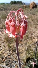 Cotyledon