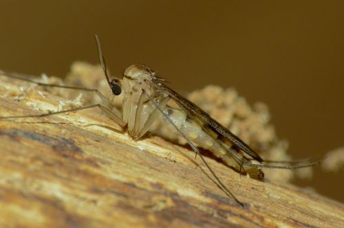 Ditomyiidae
