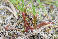 Camissonia contorta