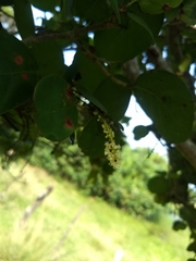Coccoloba diversifolia