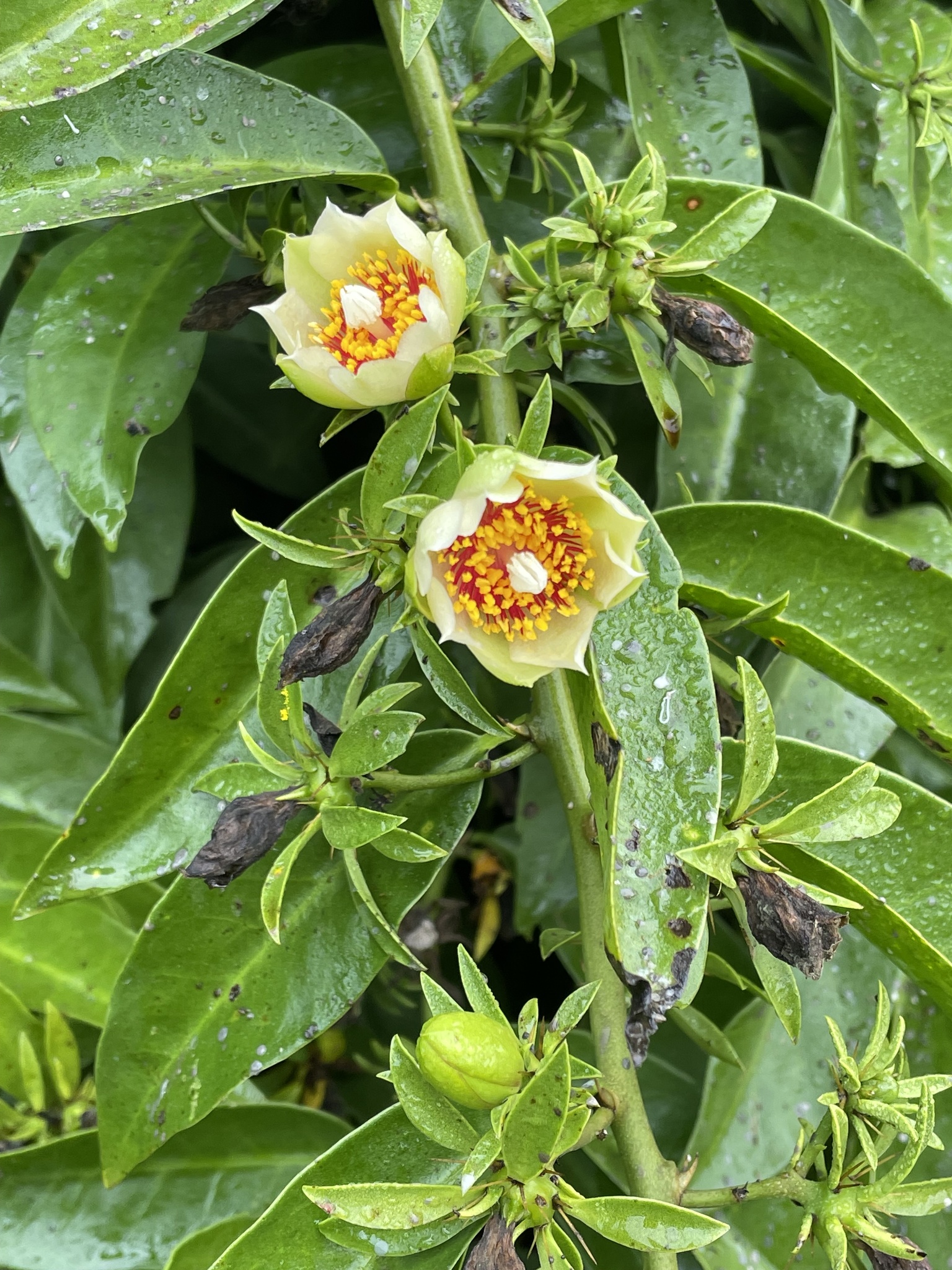 Pereskia aculeata
