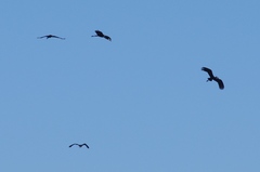 Anastomus lamelligerus