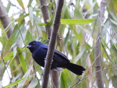 Blue Seedeater photo 5