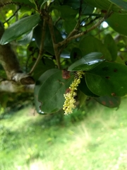 Coccoloba diversifolia
