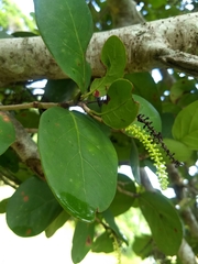 Coccoloba diversifolia