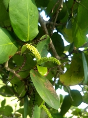 Coccoloba diversifolia