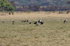 Leptoptilos crumenifer