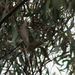 Eastern Black-headed Pardalote - Photo (c) Julien Renoult, some rights reserved (CC BY), uploaded by Julien Renoult
