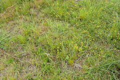 Aspalathus biflora longicarpa