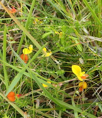 Aspalathus biflora longicarpa