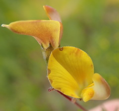 Aspalathus biflora longicarpa