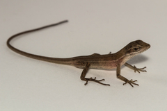 Anolis auratus
