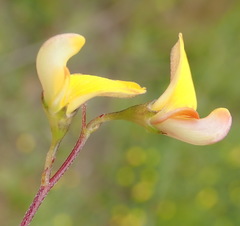 Aspalathus biflora longicarpa