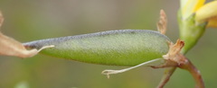 Aspalathus biflora longicarpa