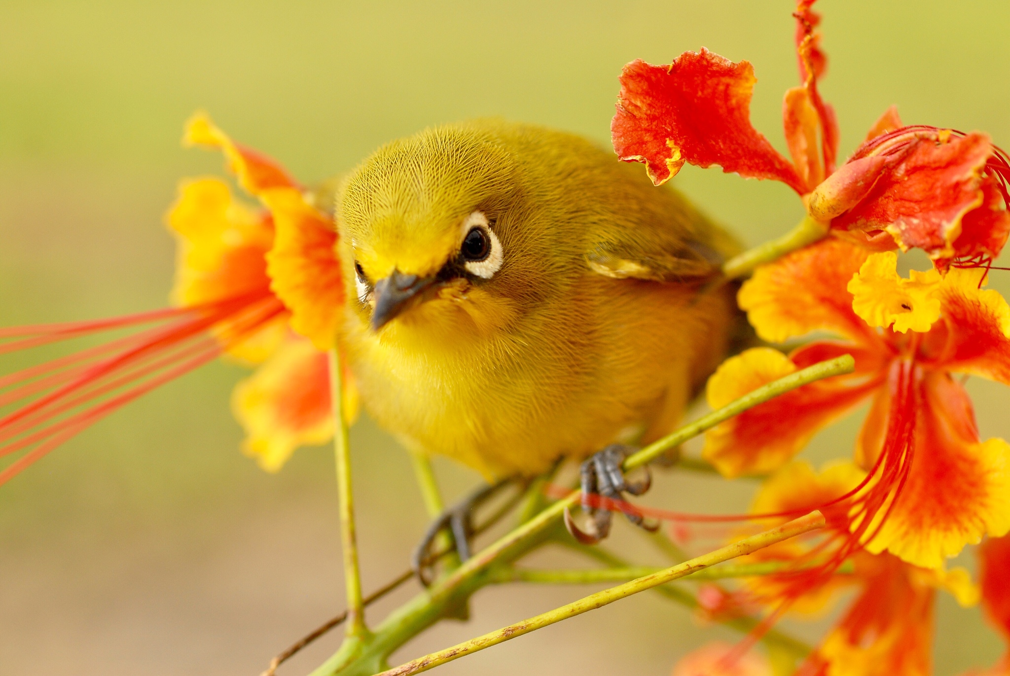 Mayotte White-eye illustration