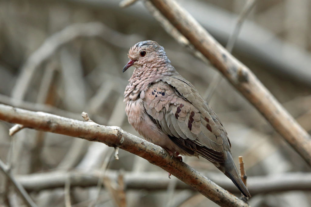Mexican Ground Dove