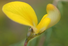Aspalathus biflora longicarpa