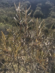 Ornithostaphylos oppositifolia