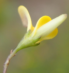 Aspalathus biflora longicarpa