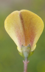 Aspalathus biflora longicarpa