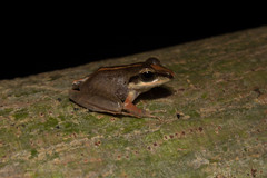 Craugastor raniformis