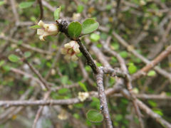 Pittosporum obcordatum